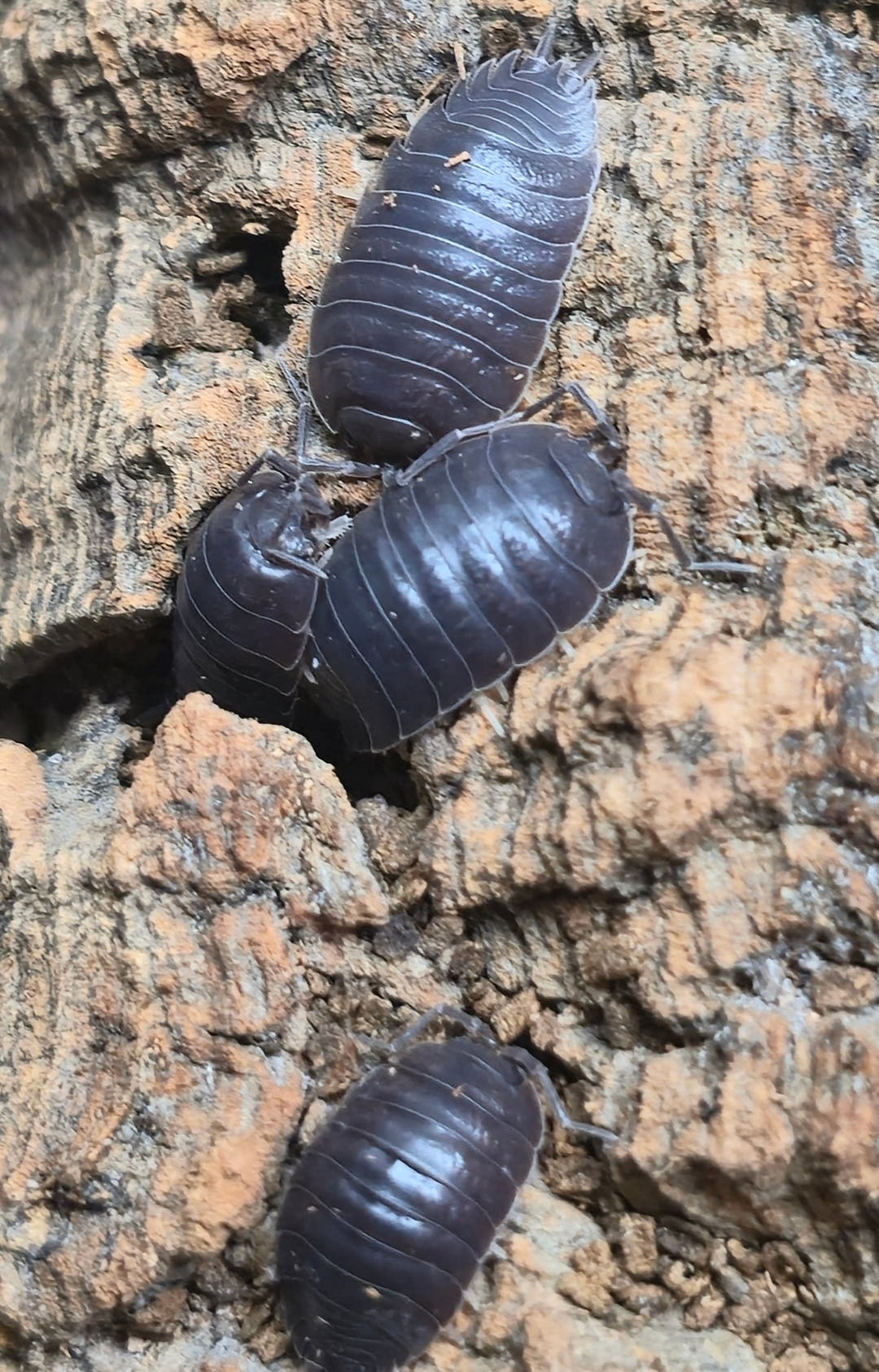 Porcellio Laevis Grey Isopods