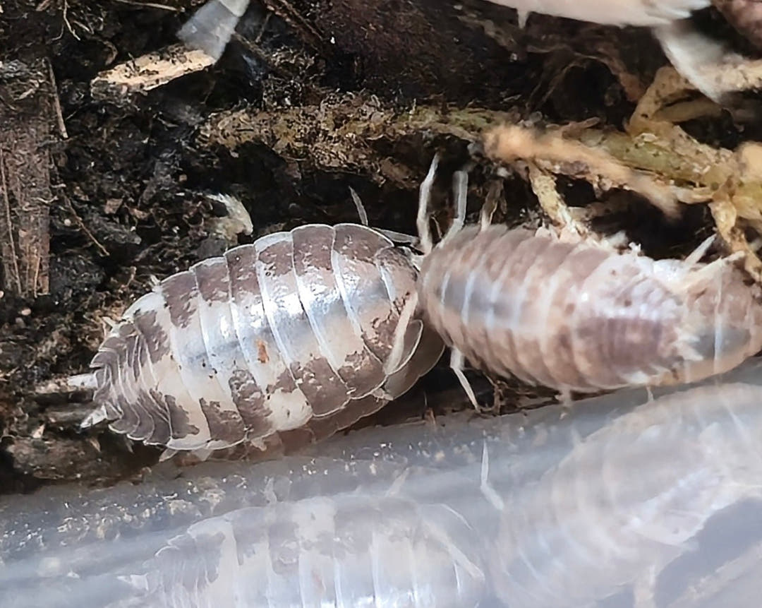 Porcellio Laevis Milk Back Isopods