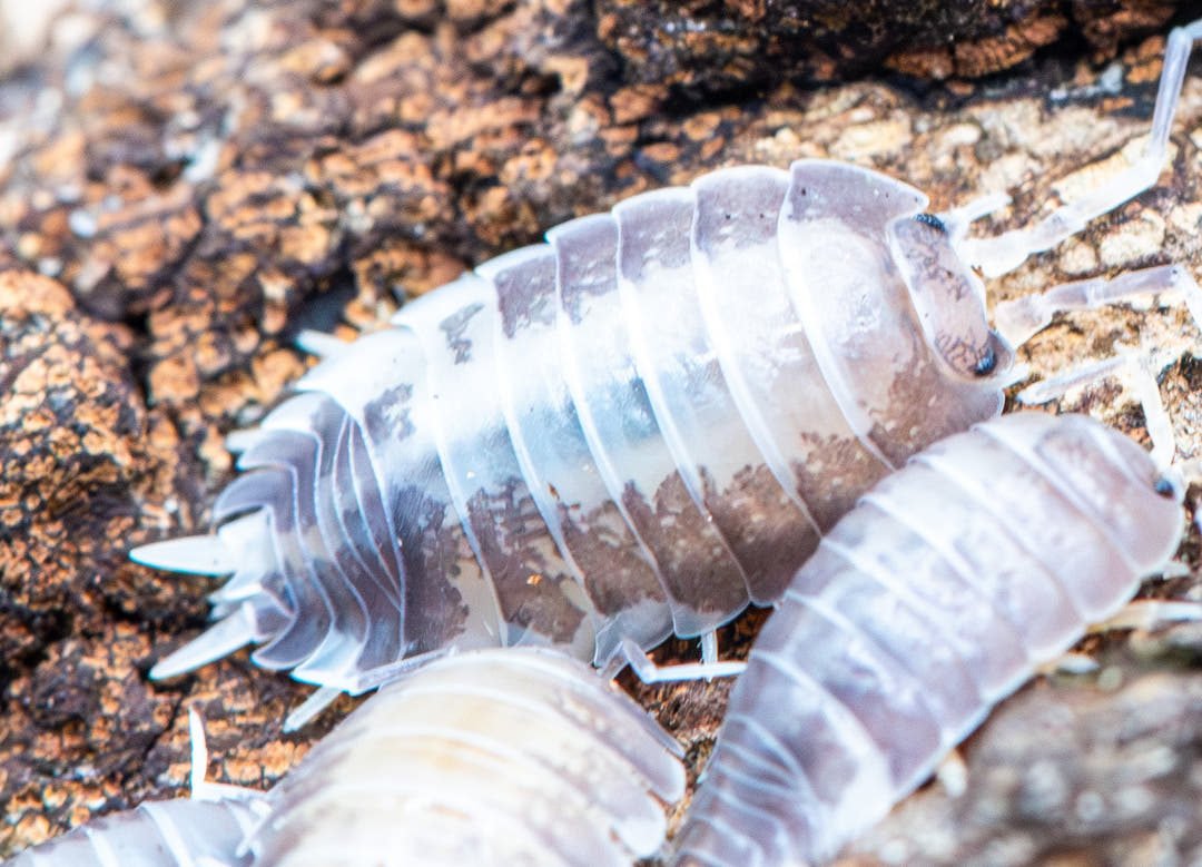 Porcellio Laevis Milk Back Isopods