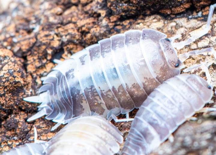 Porcellio Laevis Milk Back Isopods