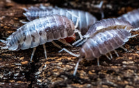 Porcellio Laevis Milk Back Isopods