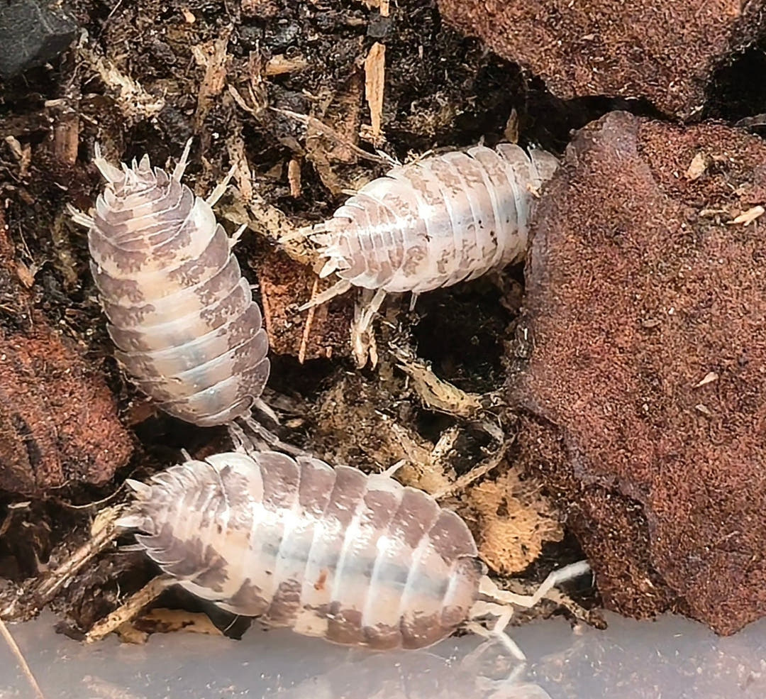Porcellio Laevis Milk Back Isopods
