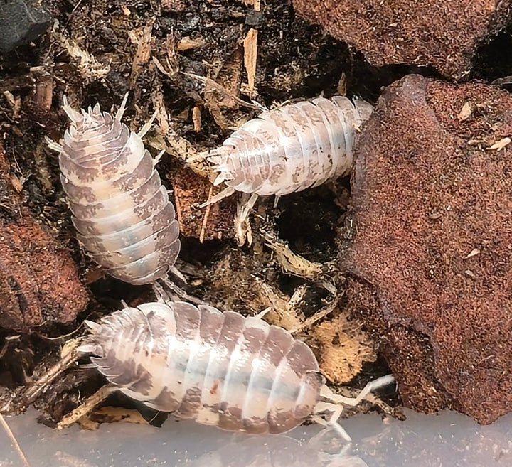 Porcellio Laevis Milk Back Isopods
