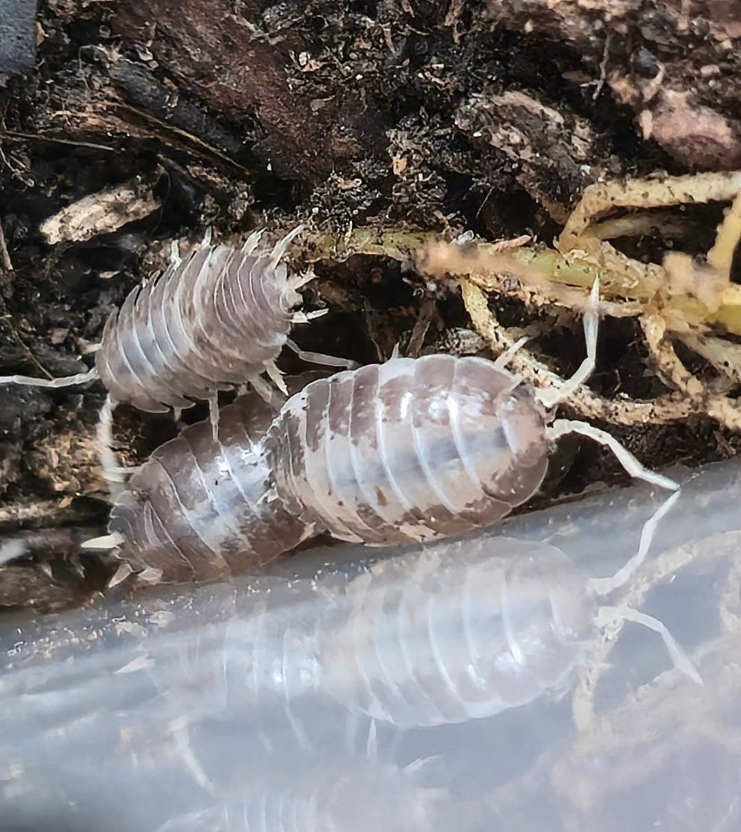 Porcellio Laevis Milk Back Isopods