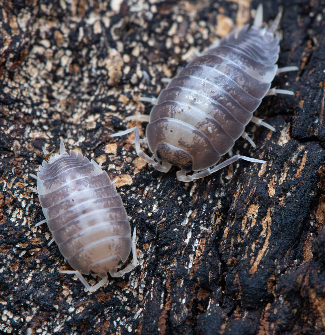 Porcellio Laevis Milk Back Isopods