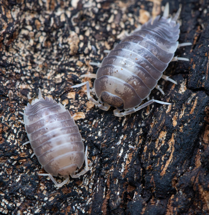 Porcellio Laevis Milk Back Isopods