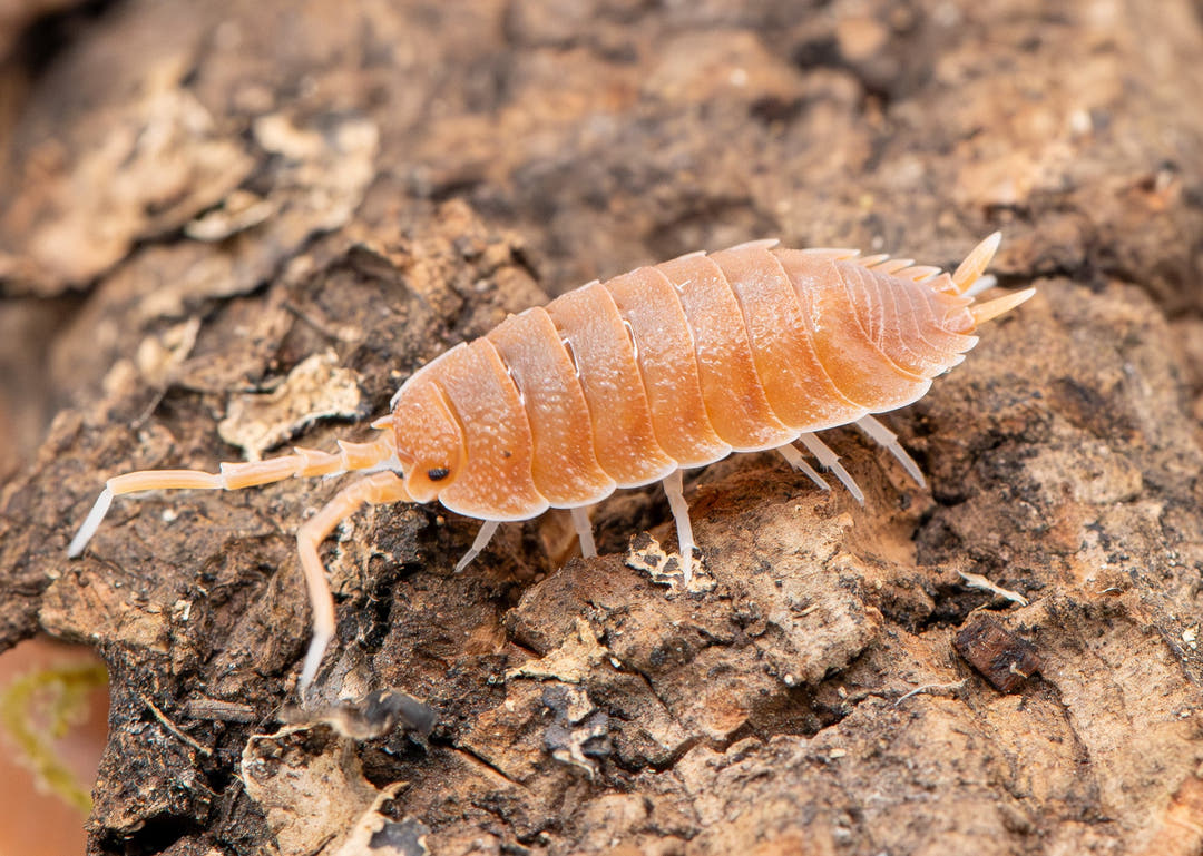 Porcellio Magnificus Isopods