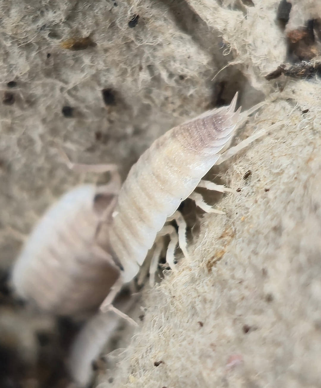 Porcellio Narco Cove Isopods