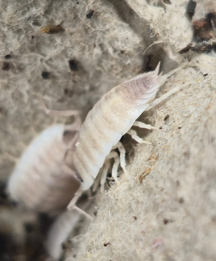 Porcellio Narco Cove Isopods - Isopods For Sale UK I PostPods