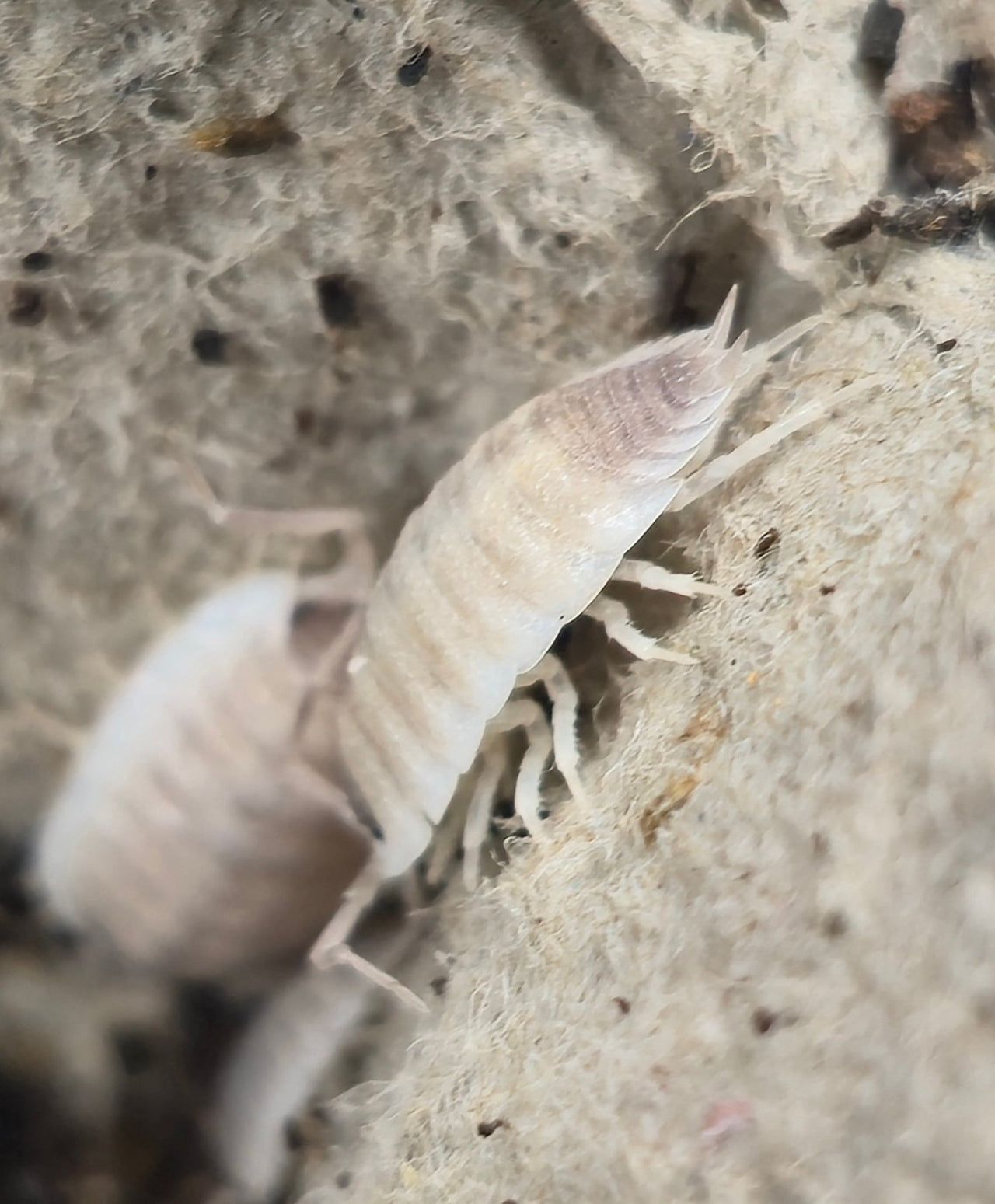 Porcellio Narco Cove Isopods - Isopods For Sale UK I PostPods