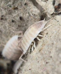 Porcellio Narco Cove Isopods - Isopods For Sale UK I PostPods