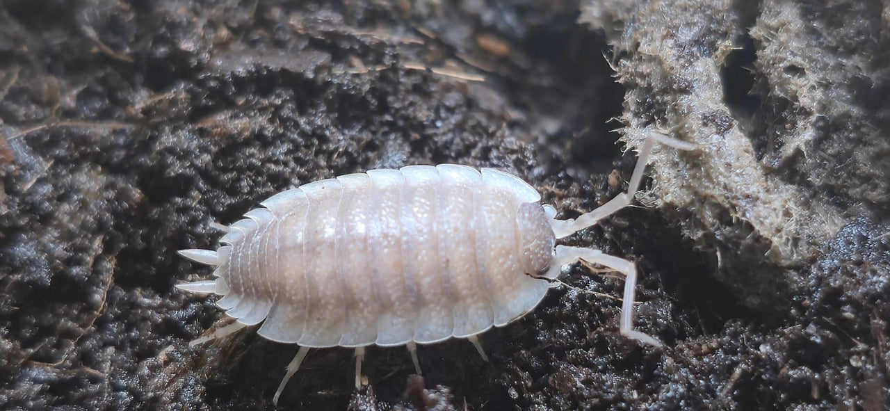 Porcellio Narco Cove Isopods