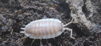 Porcellio Narco Cove Isopods