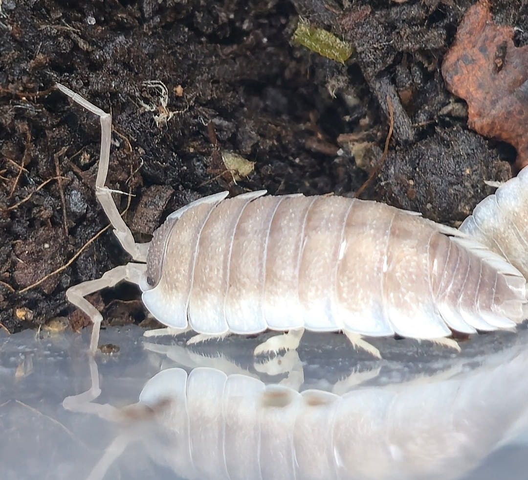 Porcellio Narco Cove Isopods