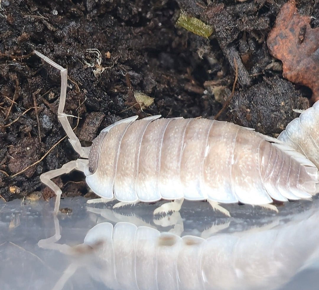 Porcellio Narco Cove Isopods - Isopods For Sale UK I PostPods