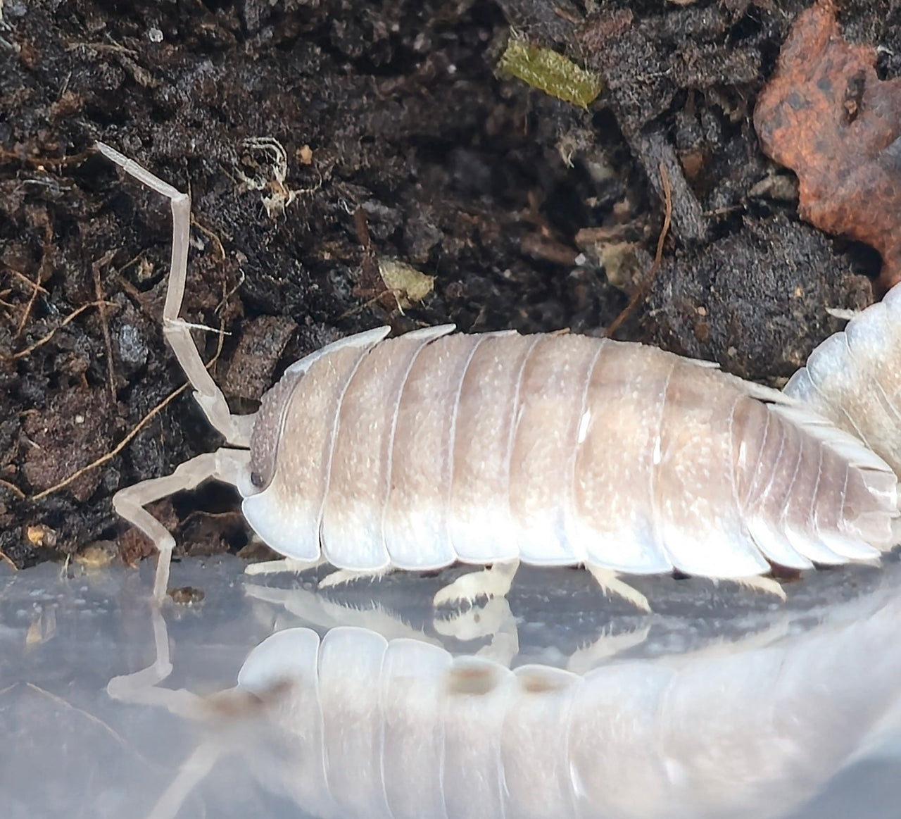 Porcellio Narco Cove Isopods - Isopods For Sale UK I PostPods