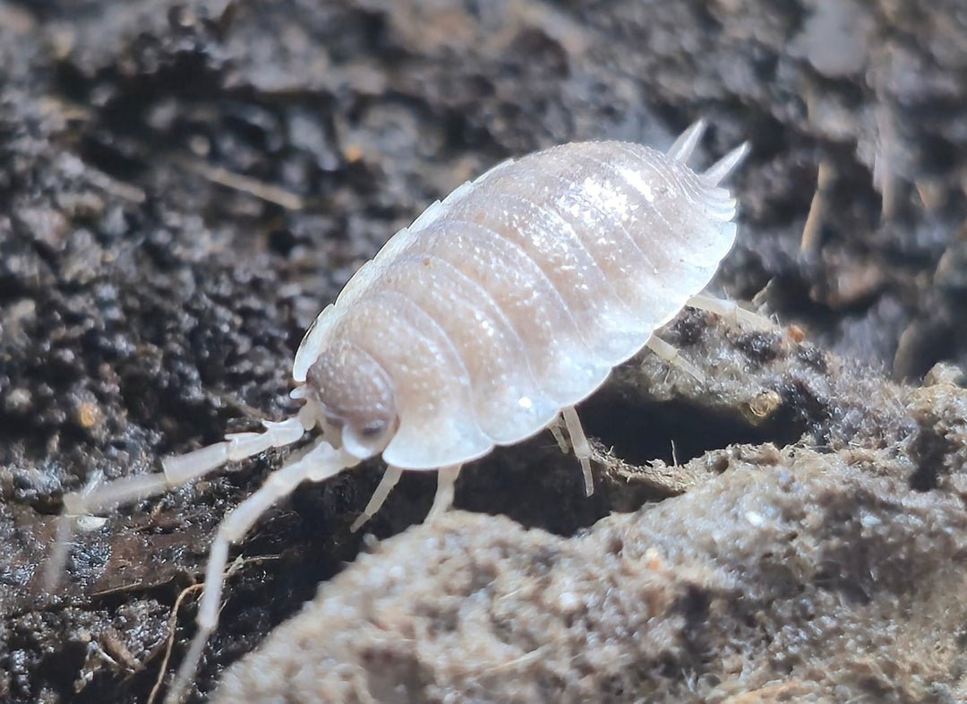 Porcellio Narco Cove Isopods