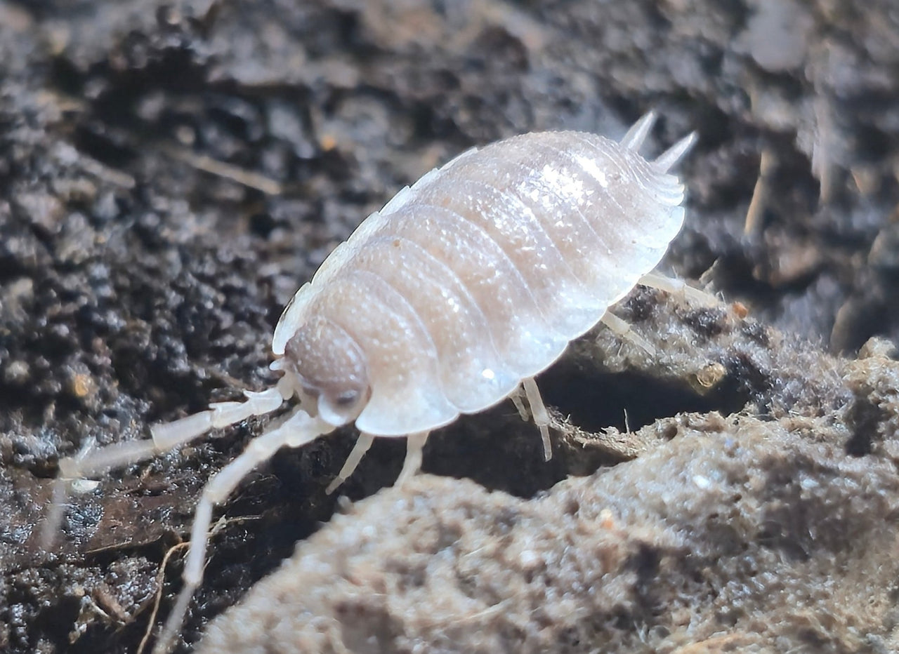 Porcellio Narco Cove Isopods