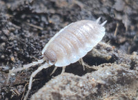 Porcellio Narco Cove Isopods