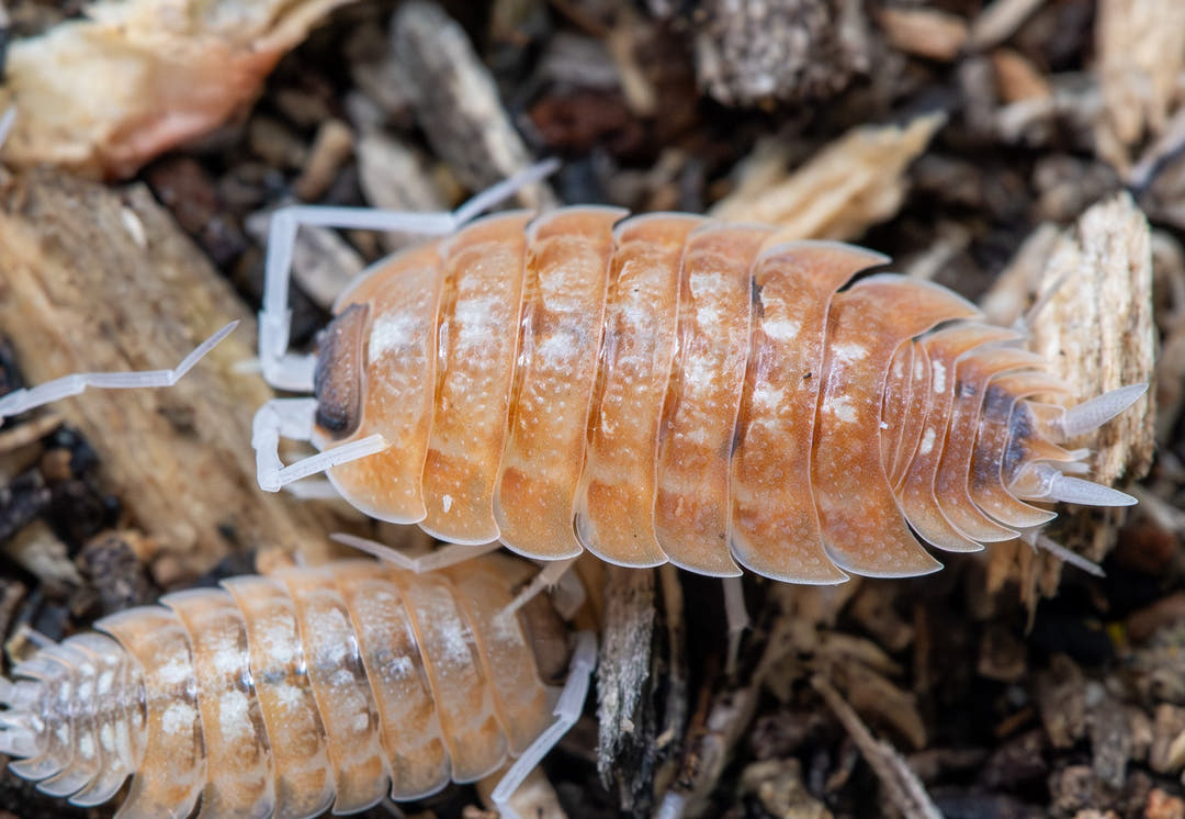 Porcellio nicklesi Orange Blaze Isopods
