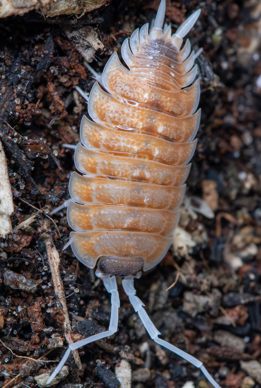 Porcellio isopod with burning orange body