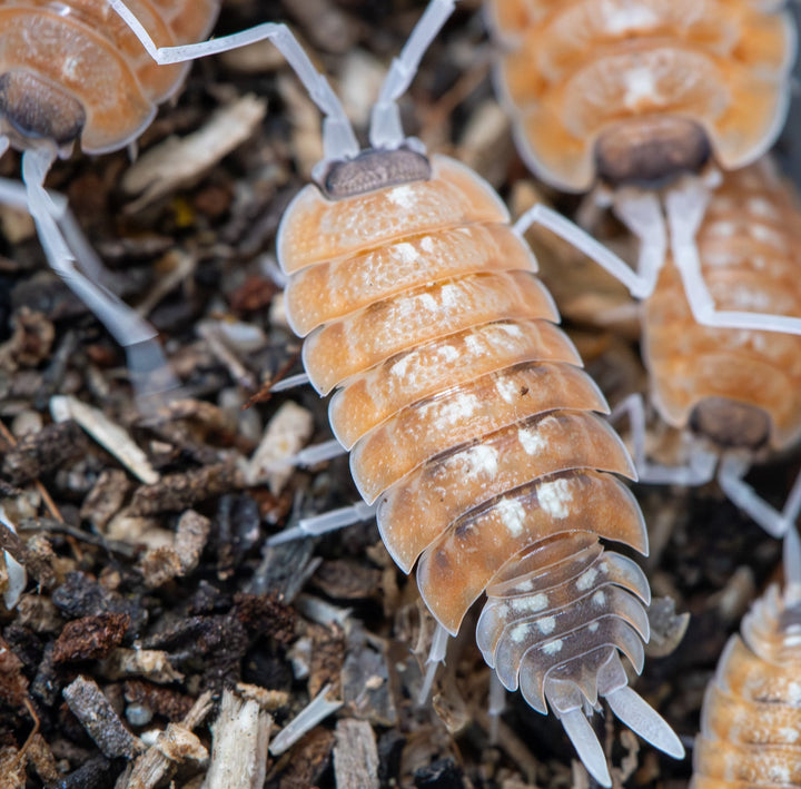 burning orange isopod with dark bottom segment
