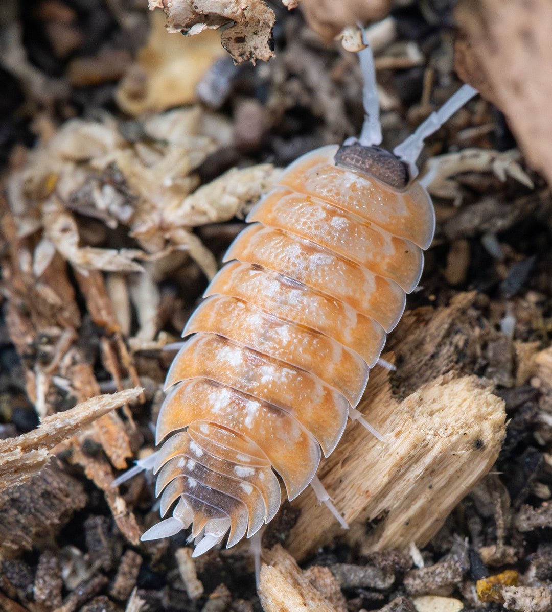 burning orange long and thin isopod