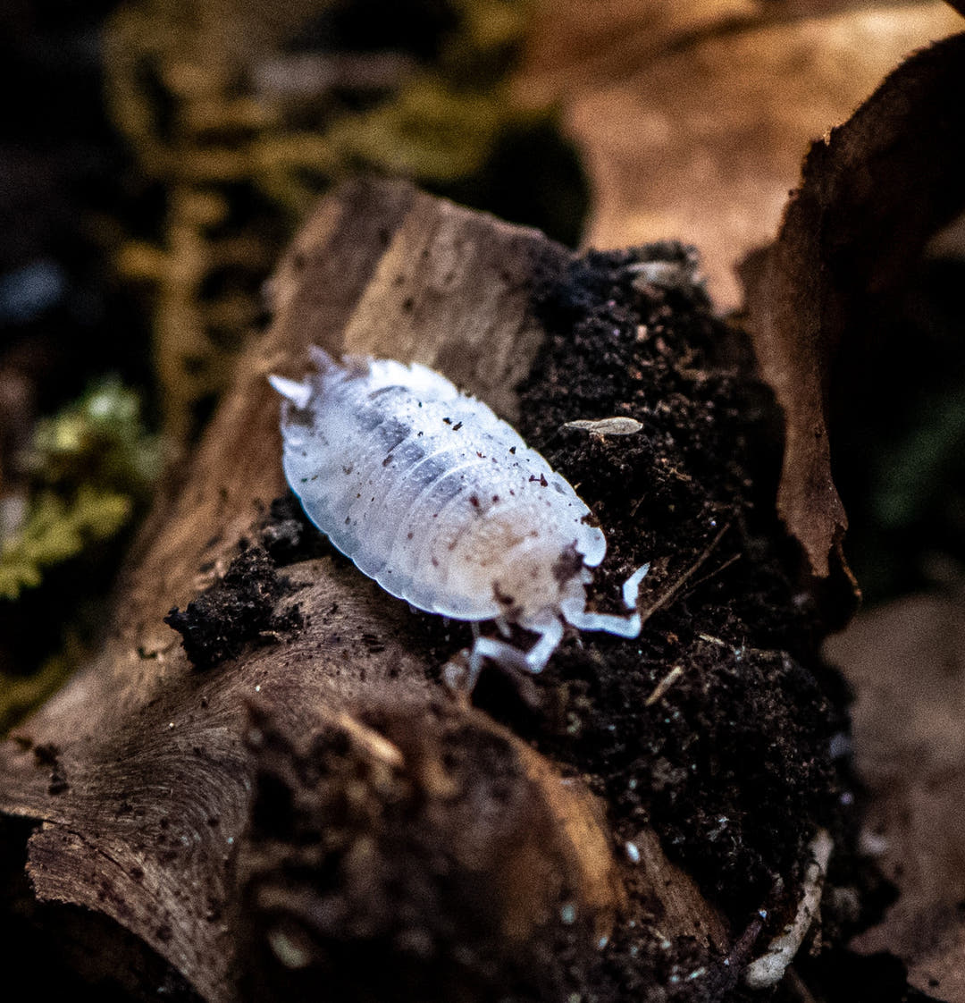 Porcellio scaber Dalmatian Isopods