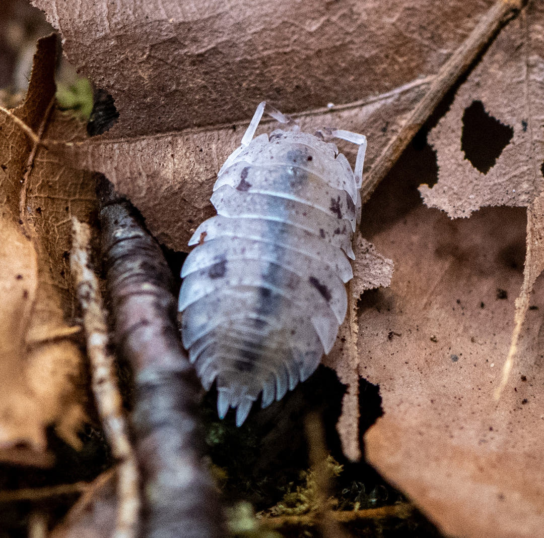 Porcellio scaber Dalmatian Isopods
