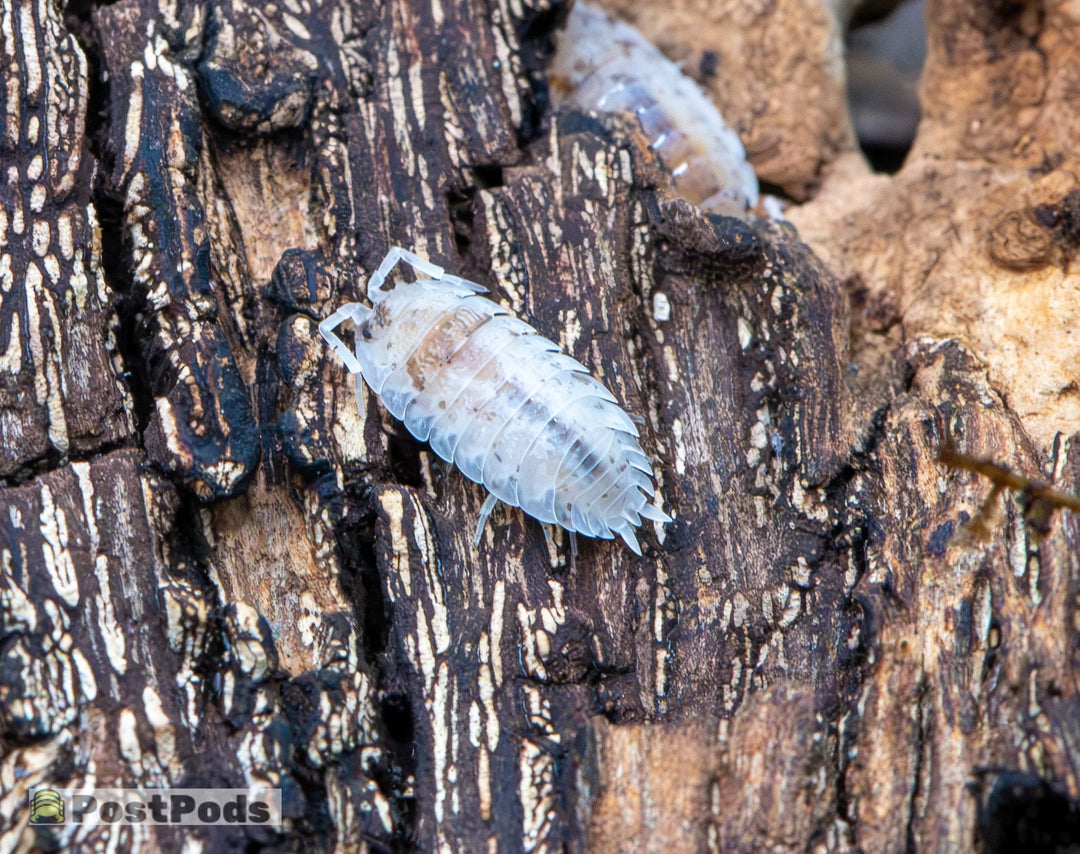 Porcellio scaber Dalmatian Isopods