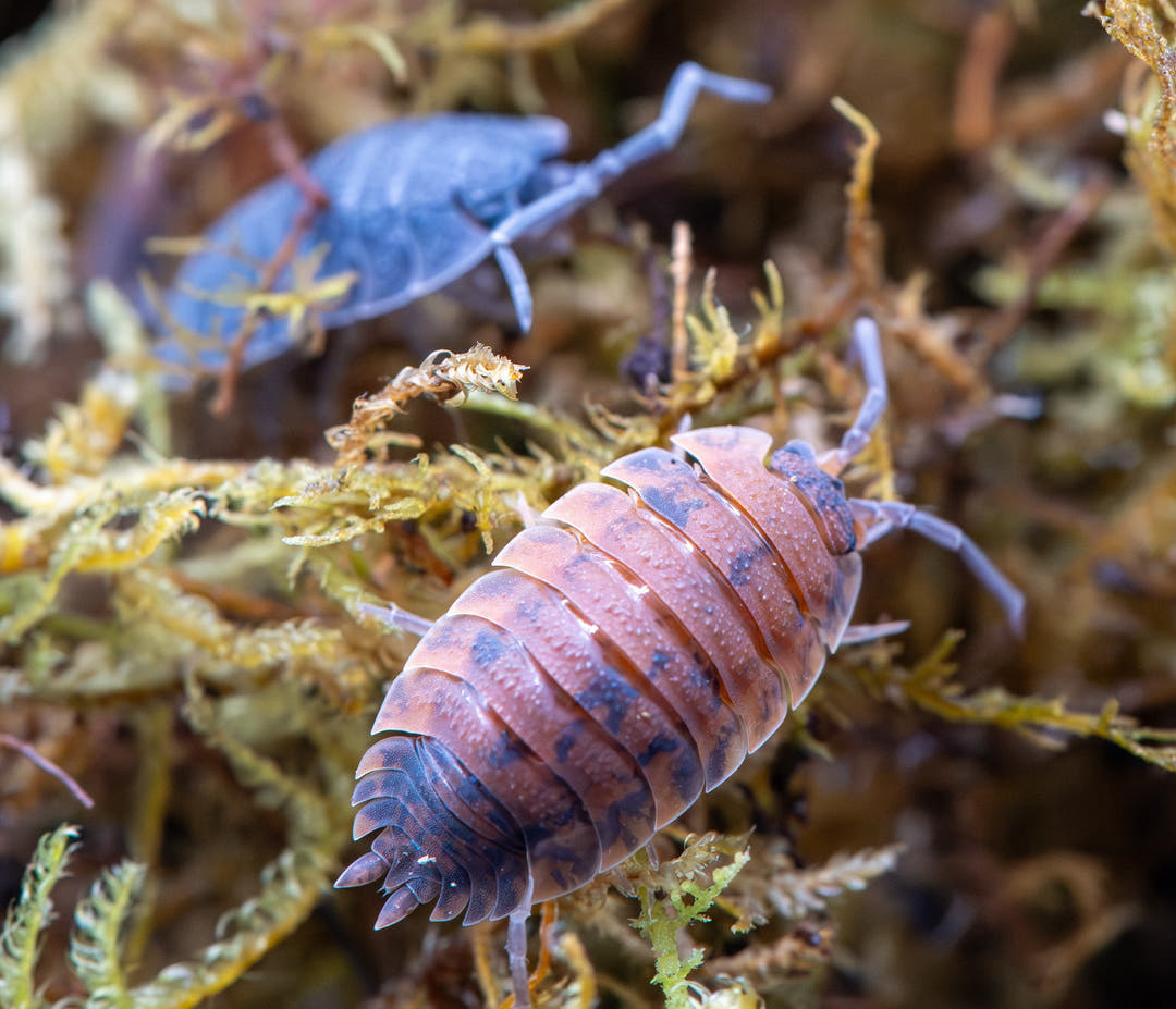 A salmon pink Porcellio scaber Mix isopod blotched with blue grey, on pale moss, another blurred behind.