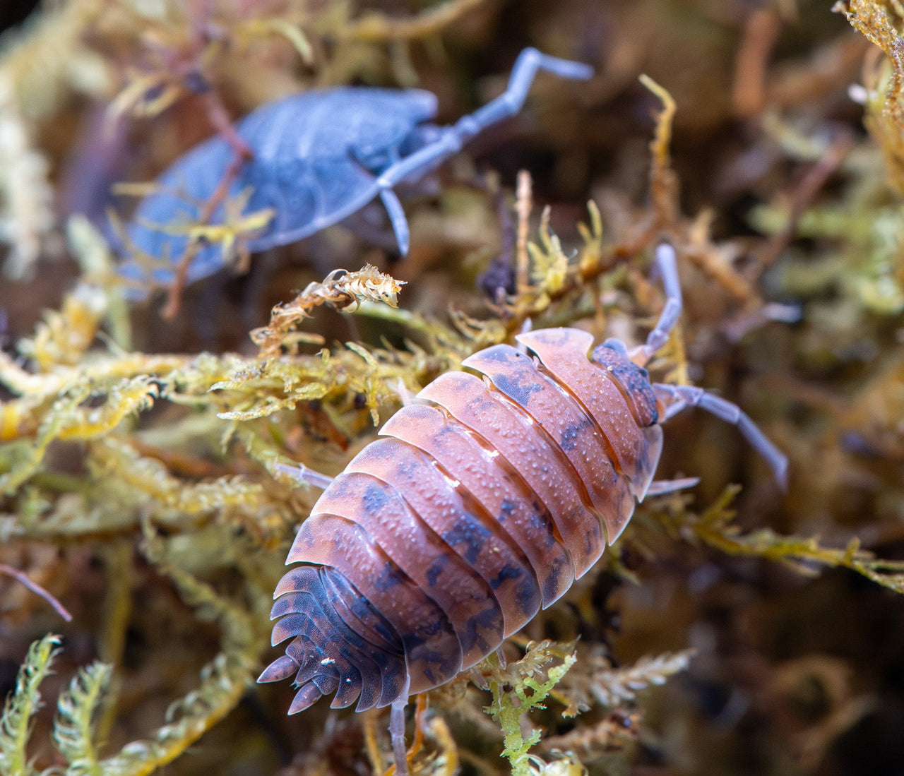 Porcellio Scaber Mix Isopods