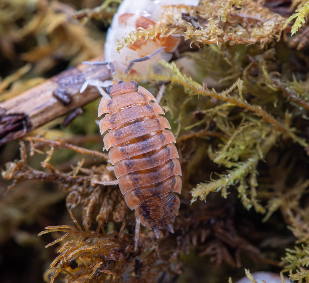 An orange Porcellio scaber Mix isopod marked with dark brown, on moss and twigs below a white and orange snail shell.