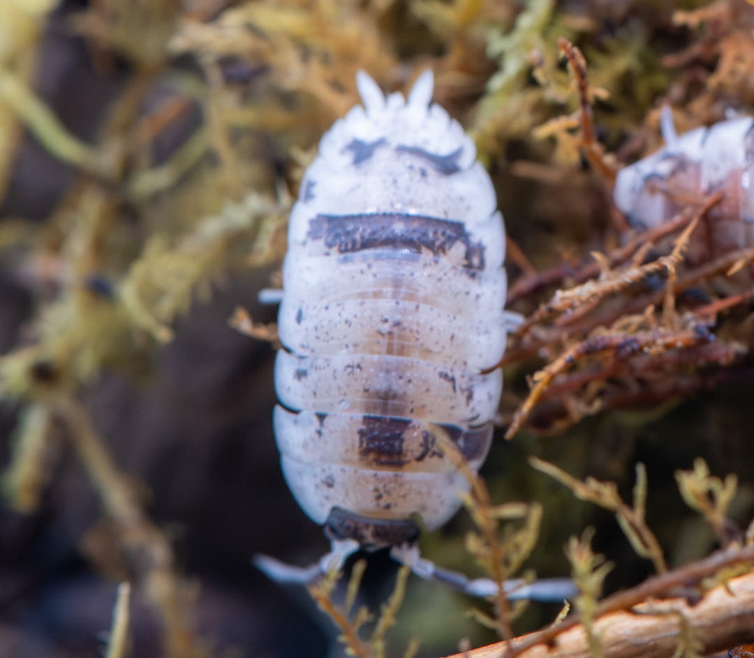 A white Porcellio scaber Mix isopod with dark brown bands across its back on pale moss, another blurred at the right edge.
