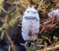 Porcellio Scaber Mix Isopods