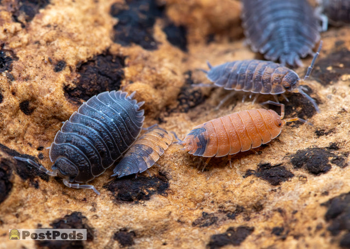 A group of Porcellio scaber Mix isopods in dark grey and orange on mottled tan and black rock.