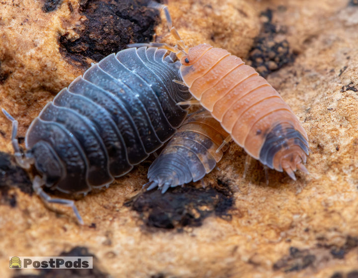 A dark grey and an orange Porcellio scaber Mix isopod side by side on tan rock, with a smaller pale one between them.