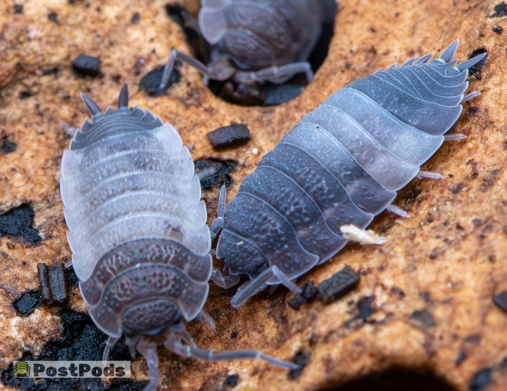 Porcellio scaber &