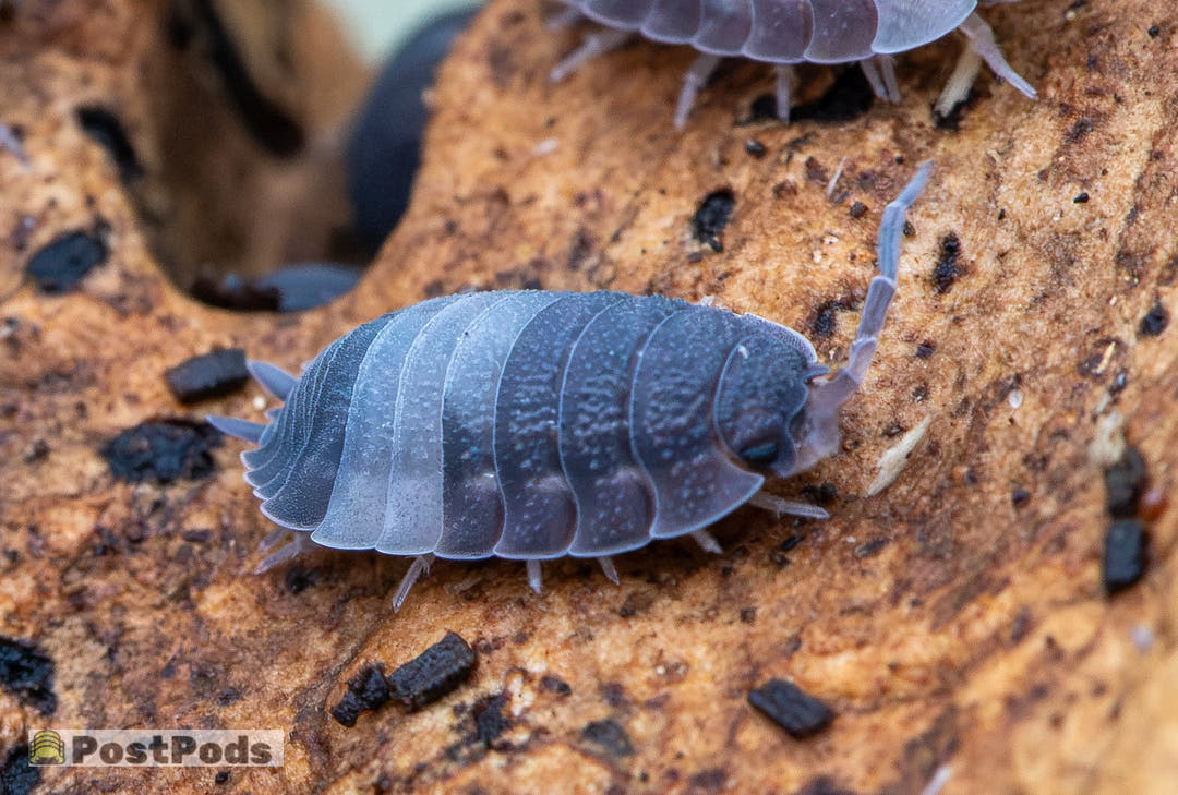 Porcellio scaber &