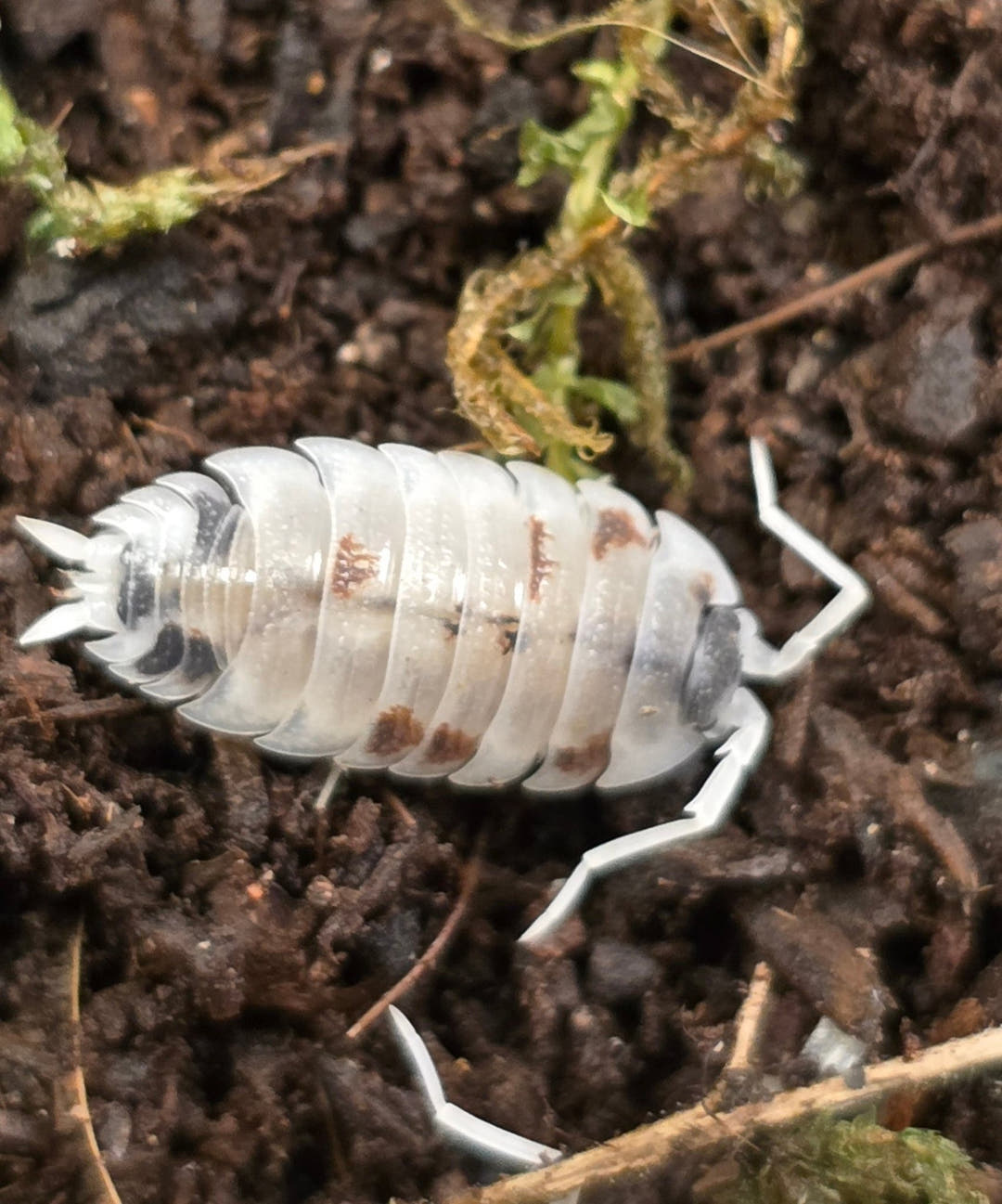 Porcellio silvestrii Dalmatian Isopods
