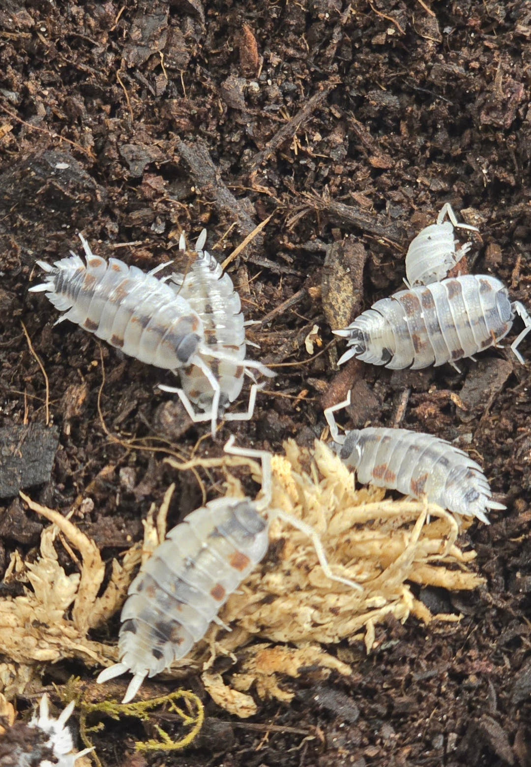 Porcellio silvestrii Dalmatian Isopods