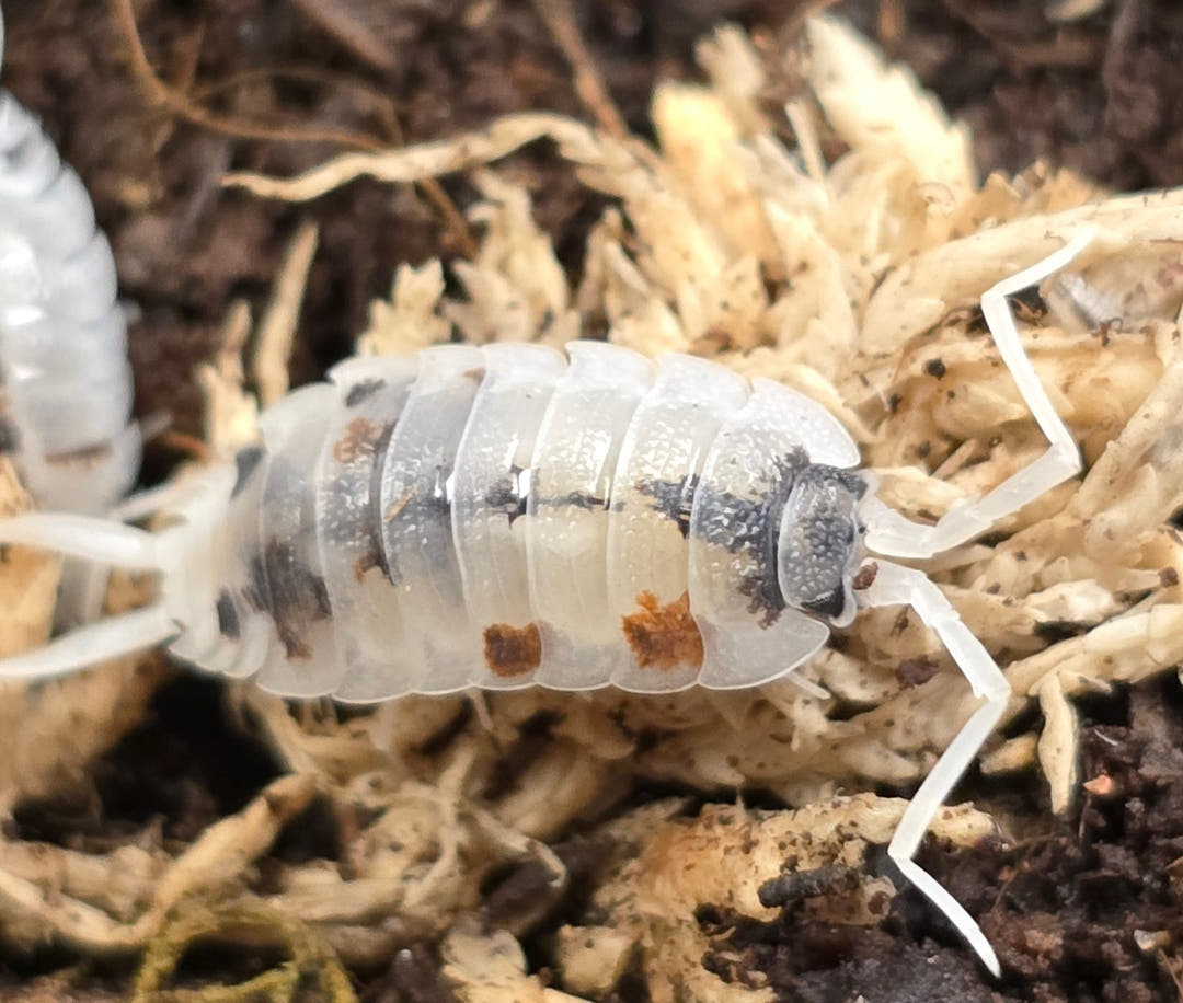 Porcellio silvestrii Dalmatian Isopods