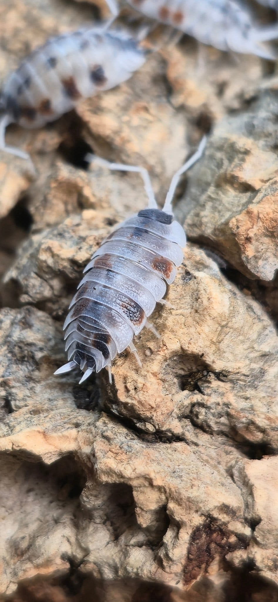 Porcellio silvestrii Dalmatian Isopods