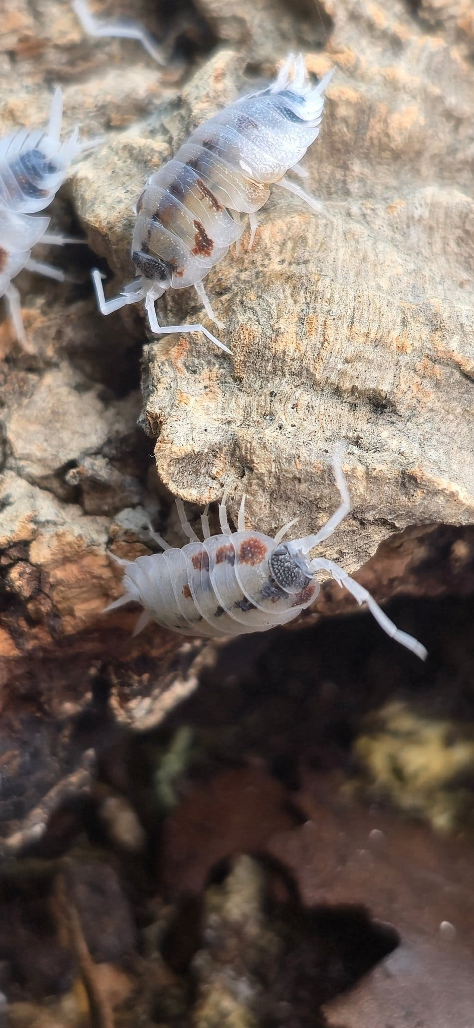Porcellio silvestrii Dalmatian Isopods