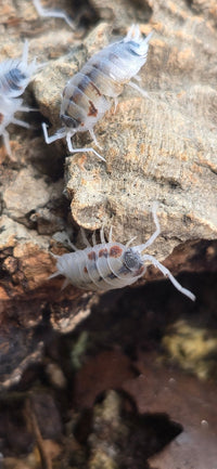 Porcellio Silvestri Dalmatian Isopods
