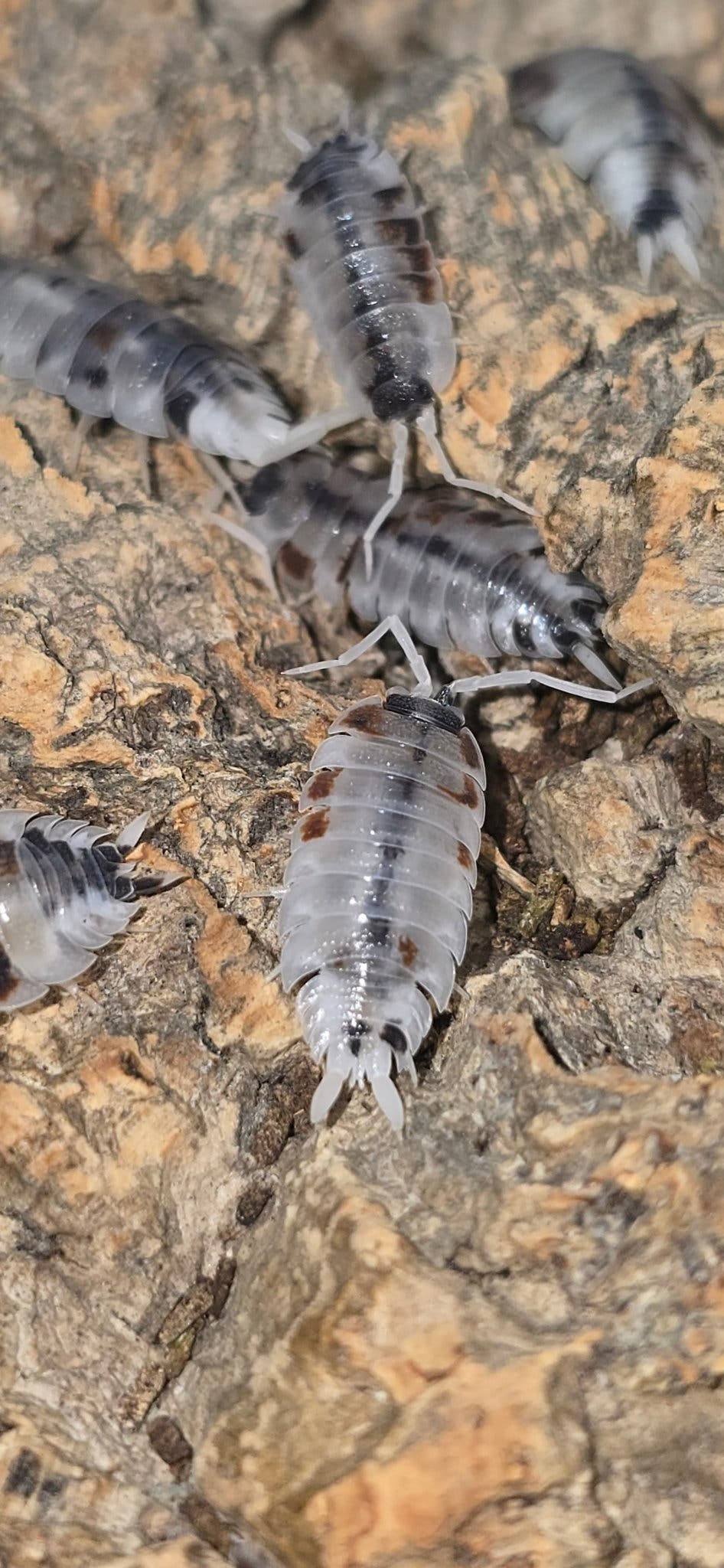 Porcellio silvestrii Dalmatian Isopods