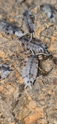 Porcellio Silvestri Dalmatian Isopods