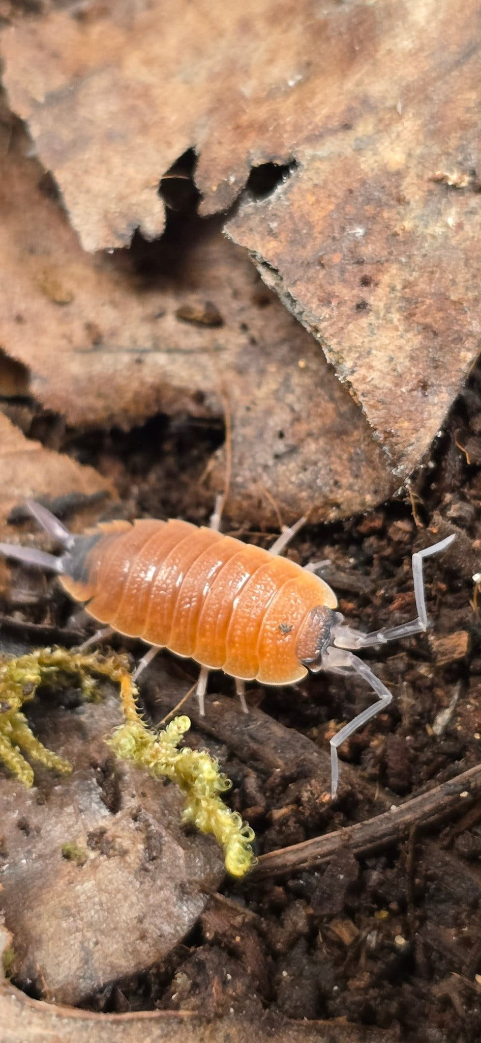 Porcellio silvestrii High Orange Isopods
