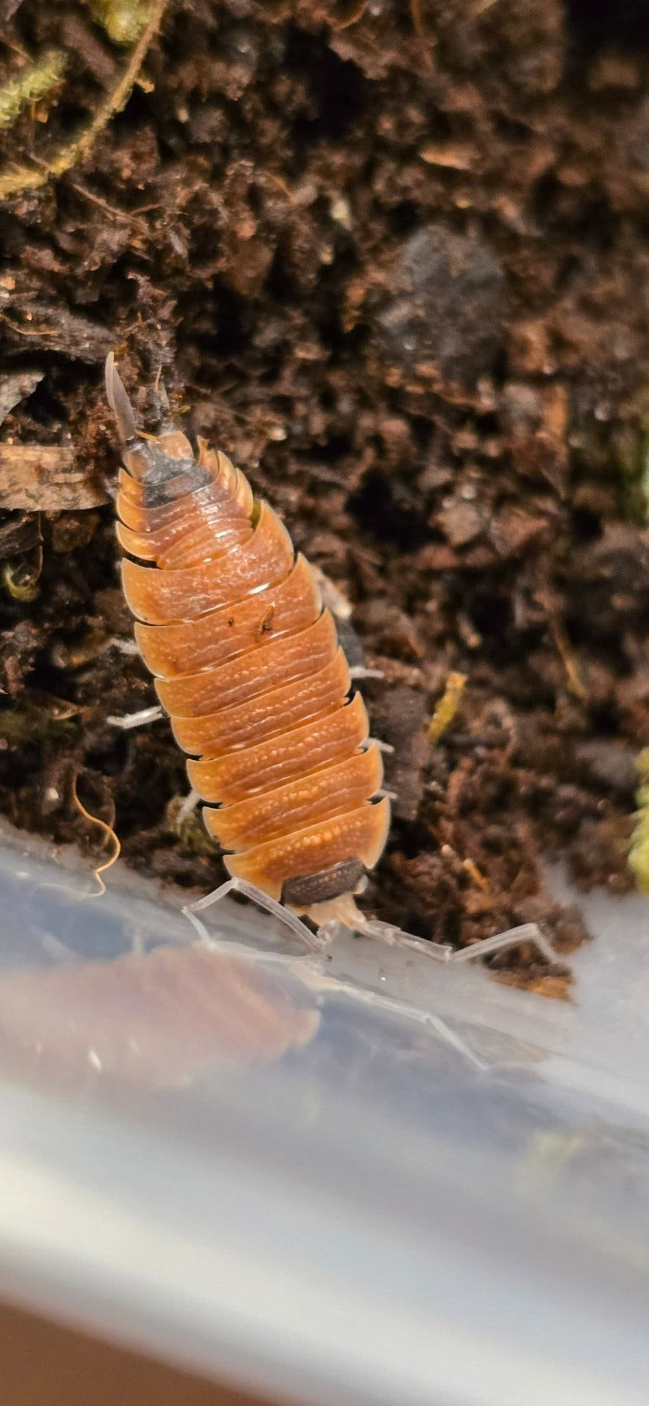 Porcellio silvestrii High Orange Isopods