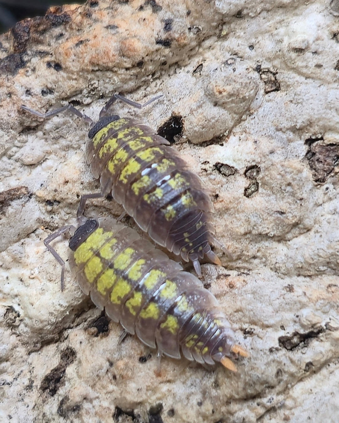 Porcellio sp red uropods "orange stick"